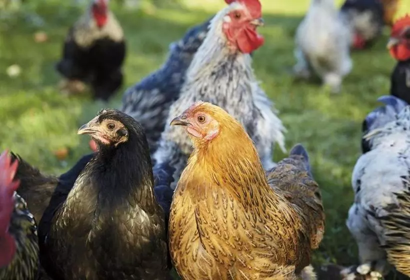 ペンション Mattsarve Gästgiveri