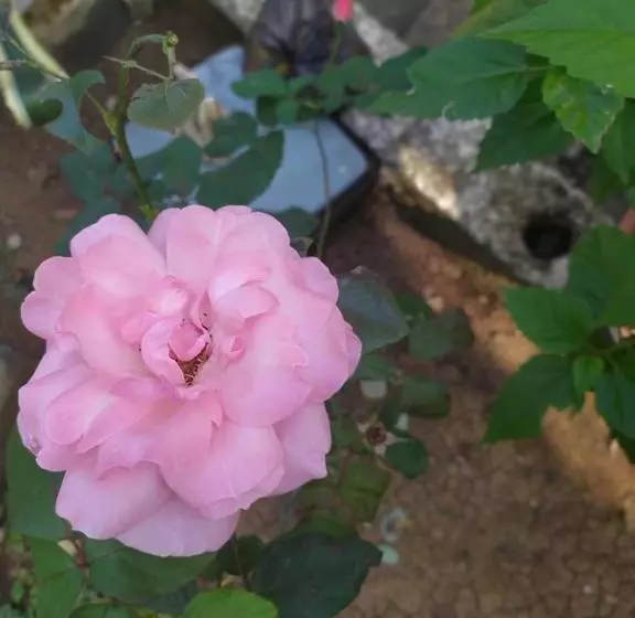 پانسیون сибиряк