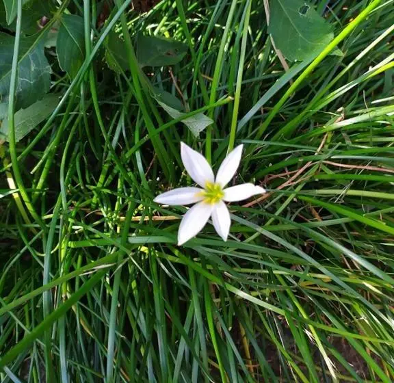 پانسیون сибиряк