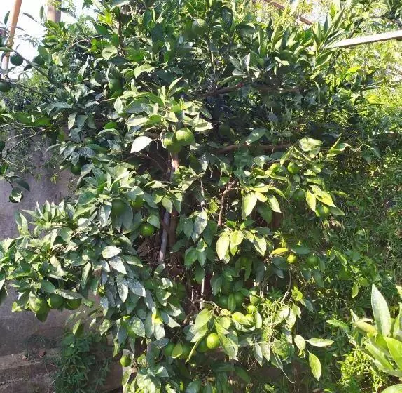 پانسیون сибиряк