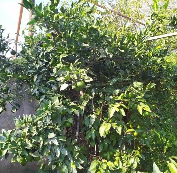 پانسیون сибиряк