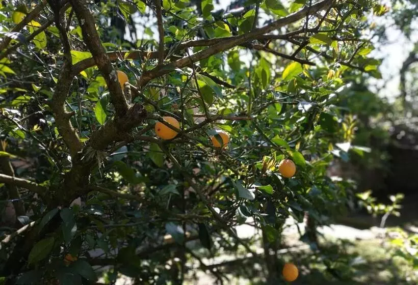 پانسیون сибиряк