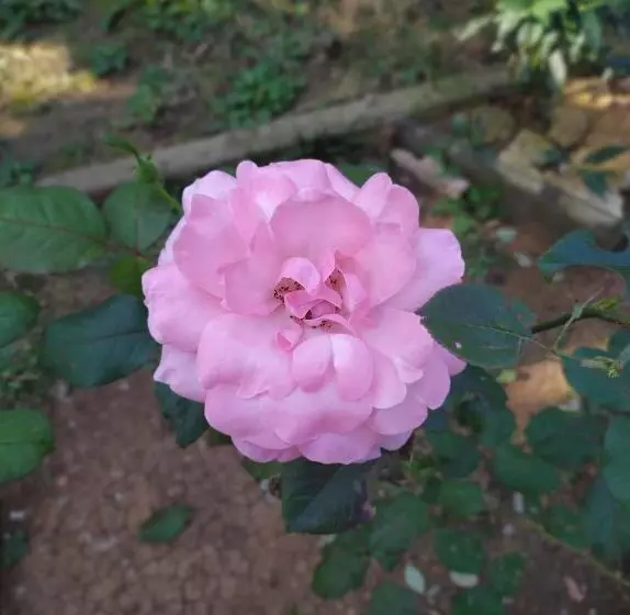 پانسیون сибиряк