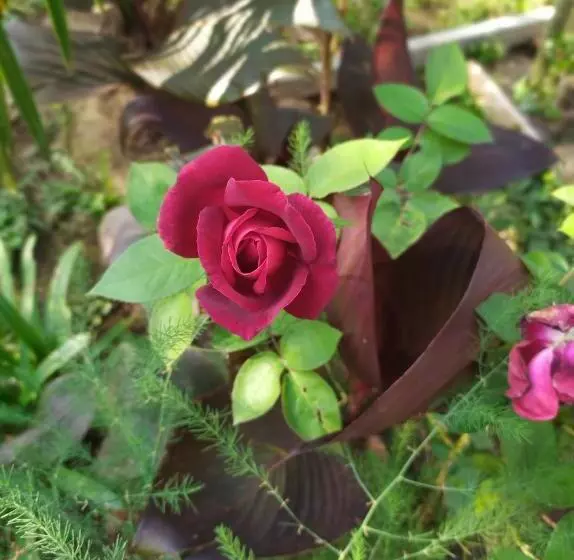 پانسیون сибиряк