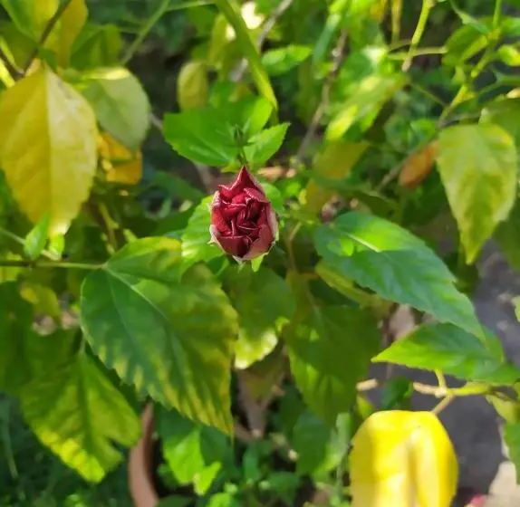 پانسیون сибиряк