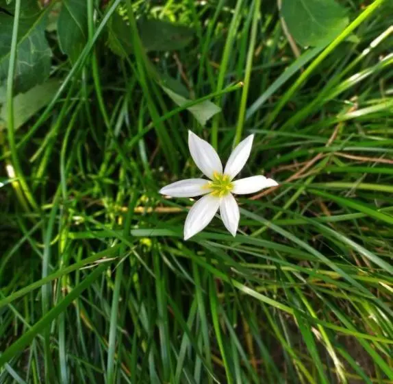 پانسیون сибиряк