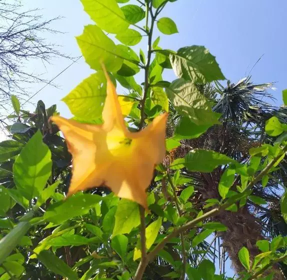 پانسیون сибиряк