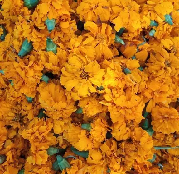 پانسیون сибиряк