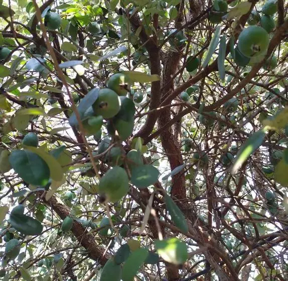 پانسیون сибиряк