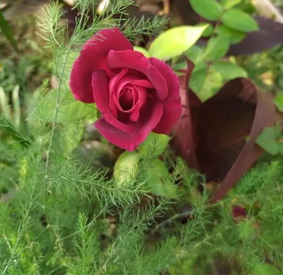 پانسیون сибиряк