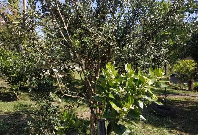 پانسیون сибиряк