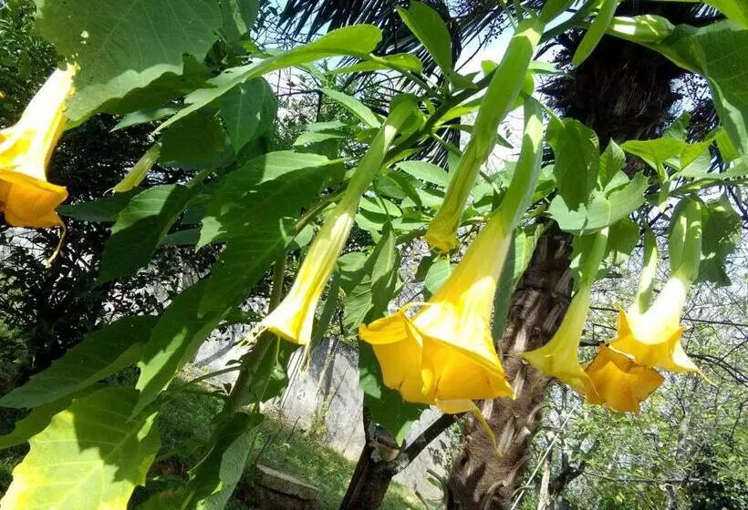 پانسیون сибиряк