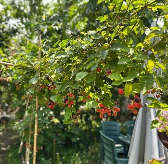 پانسیون Guest House Barbi