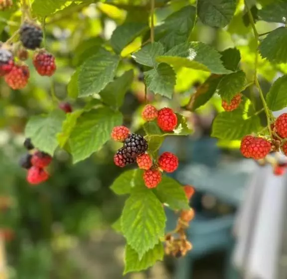 پانسیون Guest House Barbi