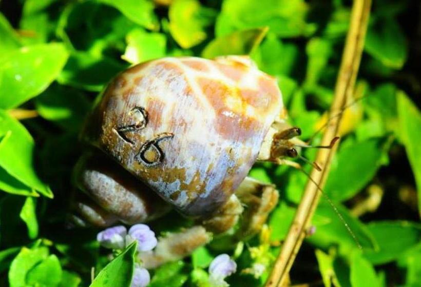 Good Hostel 好棧 Green Island