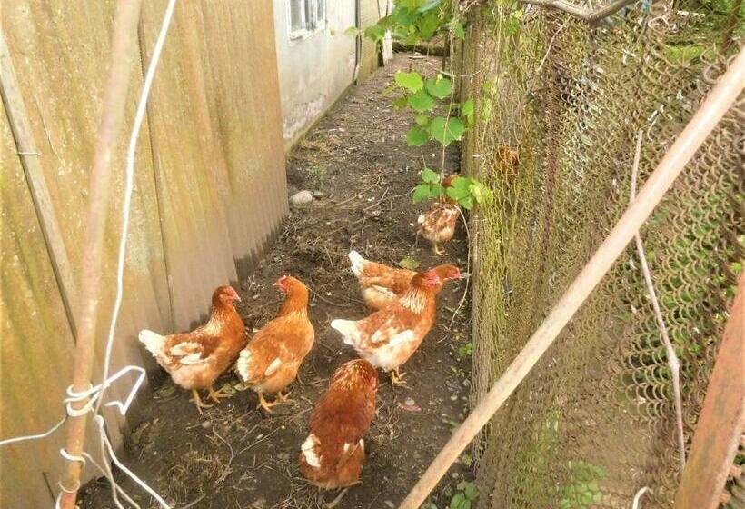 پانسیون гостевой дом на адлейба 77