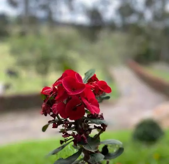 ホテル Mágica Y Romantica Cabaña, 10 Min Centro