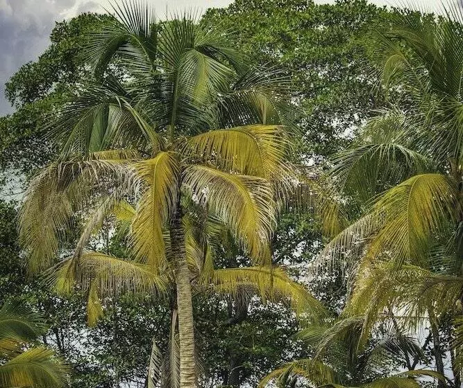 ホテル Nayara Bocas Del Toro