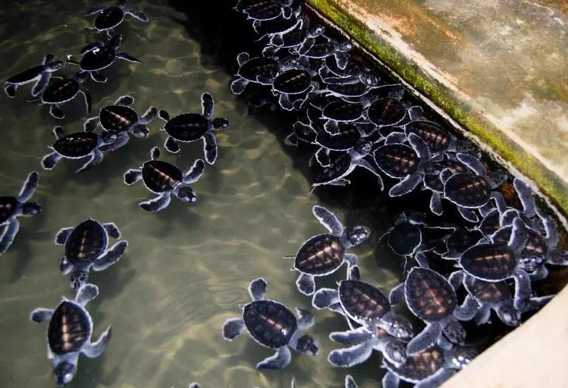 ペンション Grand Villa Hikkaduwa