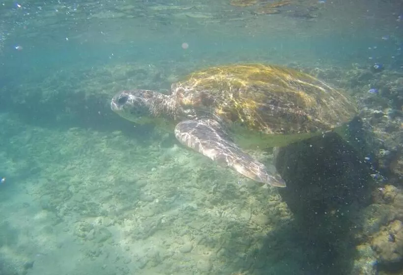 ペンション Grand Villa Hikkaduwa