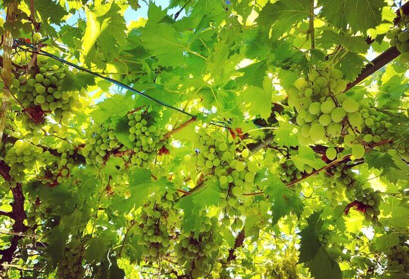 پانسیون Villa Bojana