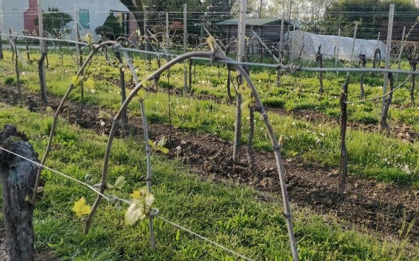 בית מלון כפרי Agriturismo L Albara   Wines, Pool & Spa