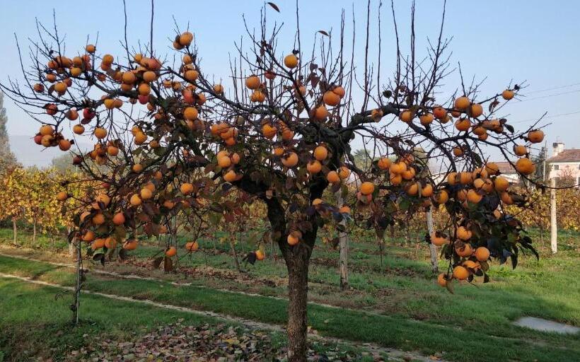 בית מלון כפרי Agriturismo L Albara   Wines, Pool & Spa