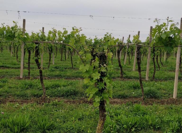 בית מלון כפרי Agriturismo L Albara   Wines, Pool & Spa