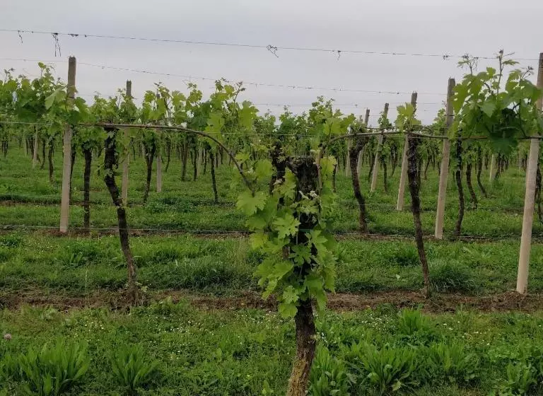 ホテル Agriturismo L Albara   Wines, Pool & Spa
