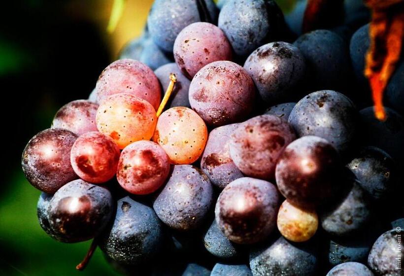 فندق Fattoria Colsanto