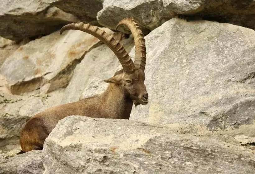 ペンション Adlerhorst