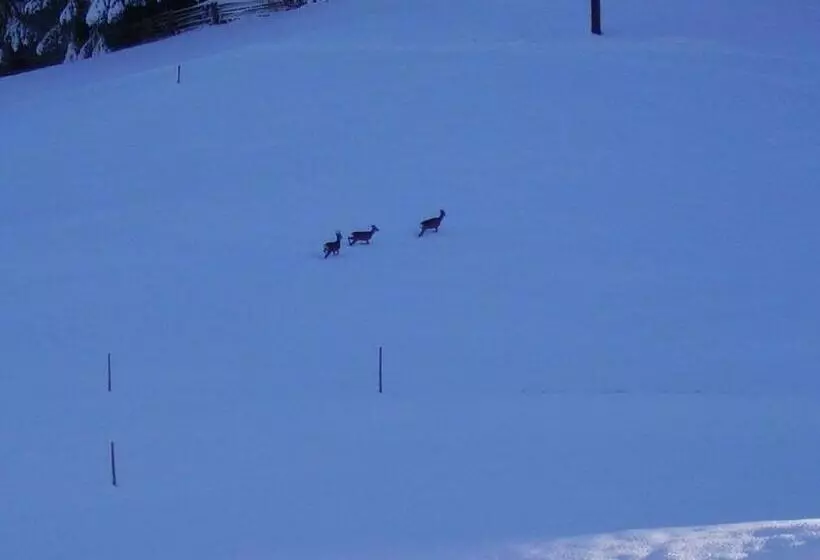 ペンション Adlerhorst