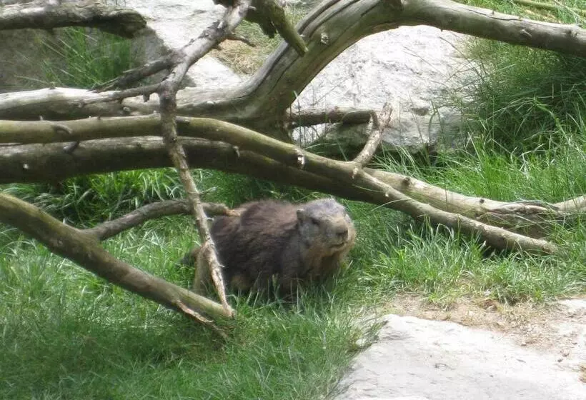 ペンション Adlerhorst