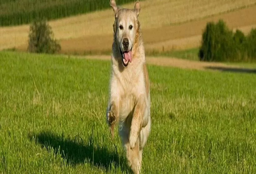 Majatalo Annapurna Guest House