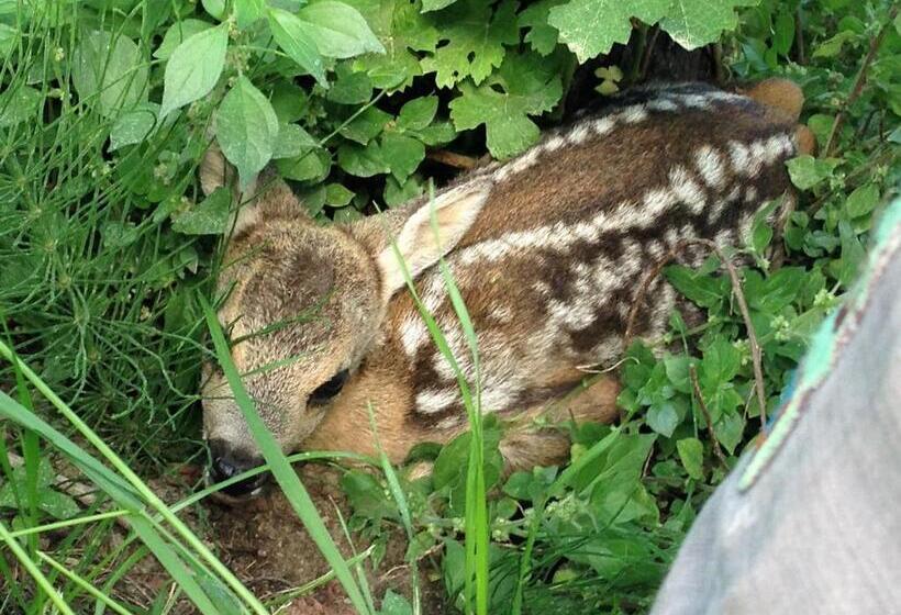 فندق Agritur Ai Masi