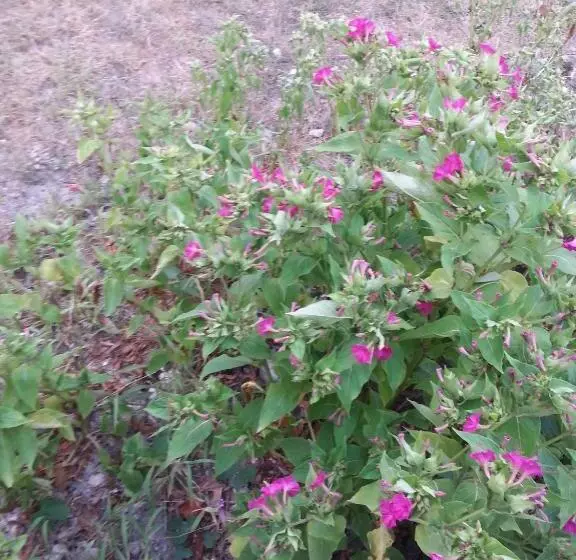 هتل Agriturismo Tenuta Carbonara
