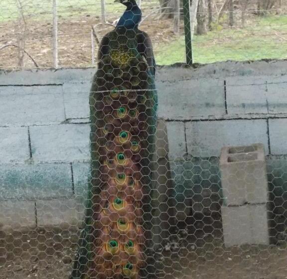 ホテル Granja El Aromo