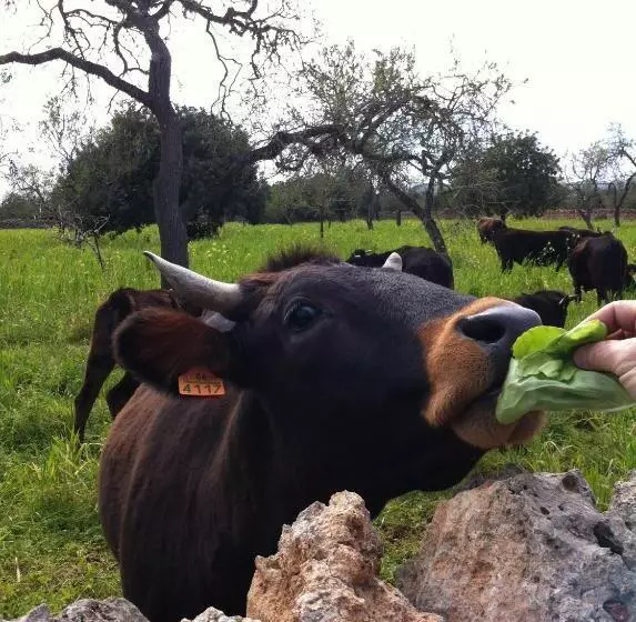 ホテル Sa Bassa Crua Agroturismo