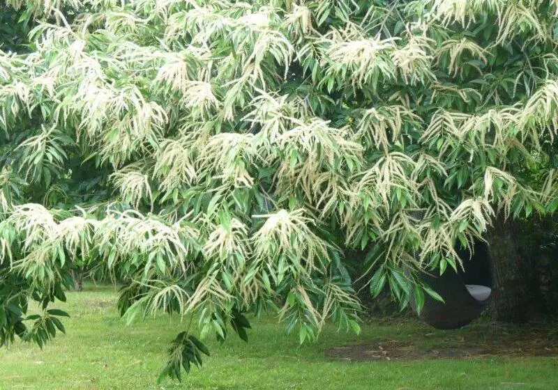 Casa A Pedreira Rias Baixas