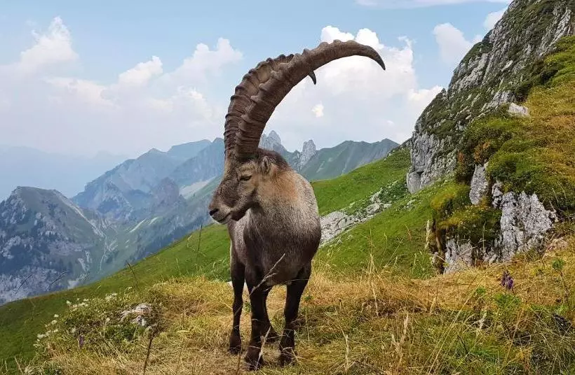 Отель Le Ferraillon