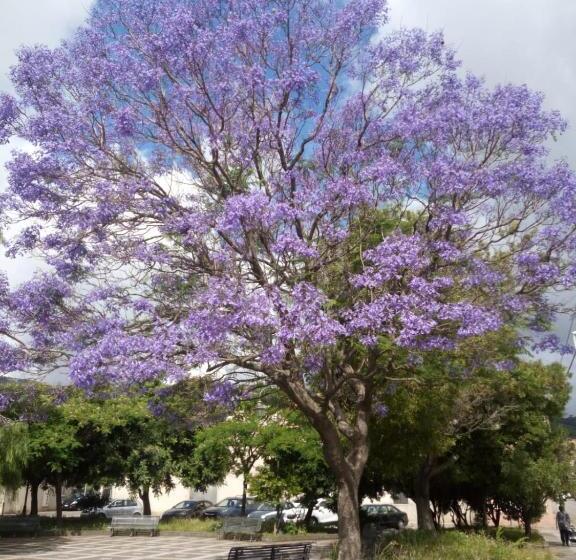 住宿加早餐  L'agrifoglio Di Emy