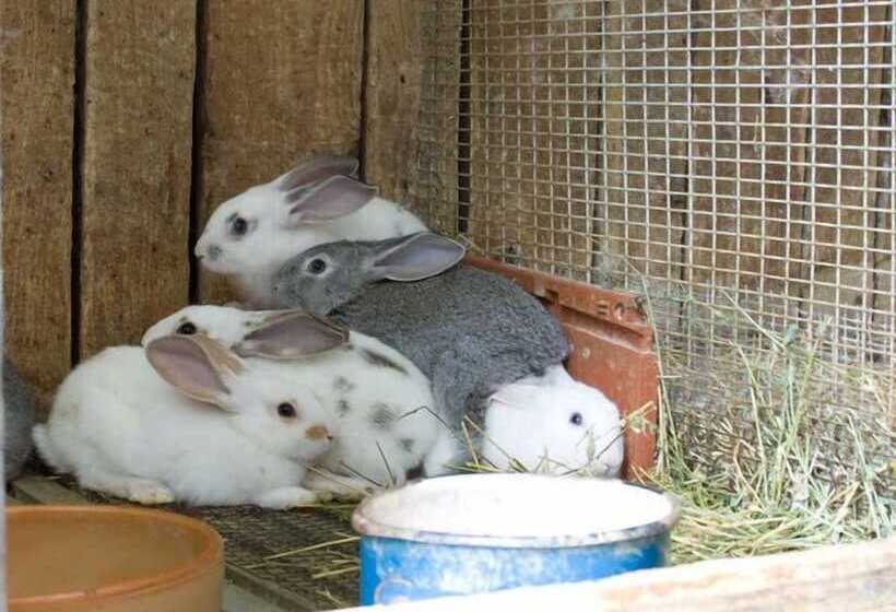 교외 호텔 Agriturismo La Rondine