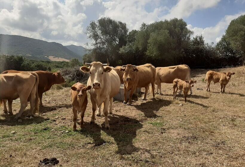 乡村酒店  Agriturismo Lu Nodu