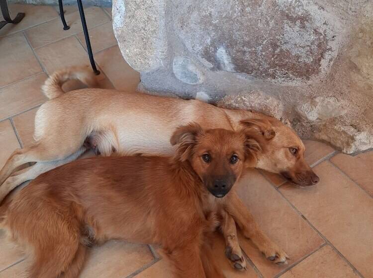 בית מלון כפרי Corte Davini Agriturismo