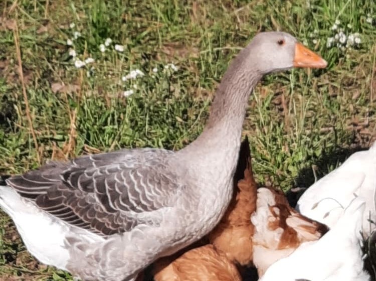 בית מלון כפרי Corte Davini Agriturismo