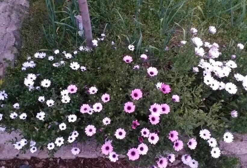 Пансион Sa Domu De Ziu Antoneddu