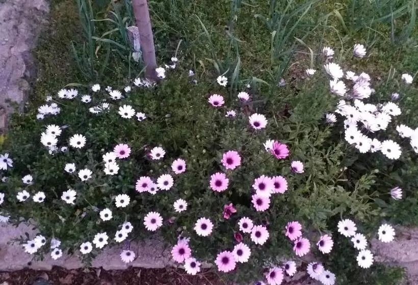 ペンション Sa Domu De Ziu Antoneddu