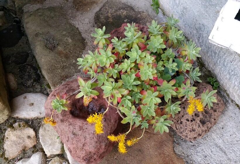 Пансион Sa Domu De Ziu Antoneddu