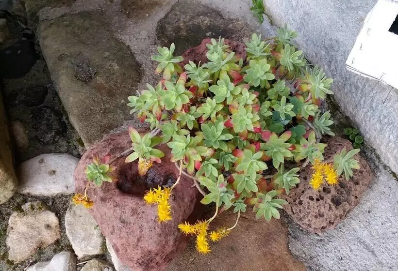 ペンション Sa Domu De Ziu Antoneddu