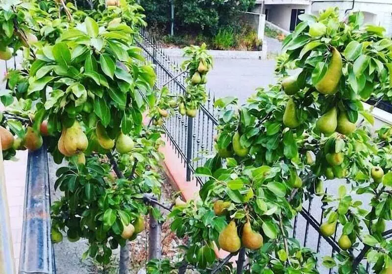 Aamiaismajoitus (B&B) La Collina